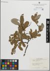 Foto von Salix glauca L.